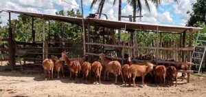 alexander campesino4