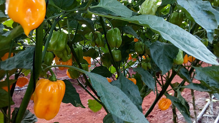 full chile picante