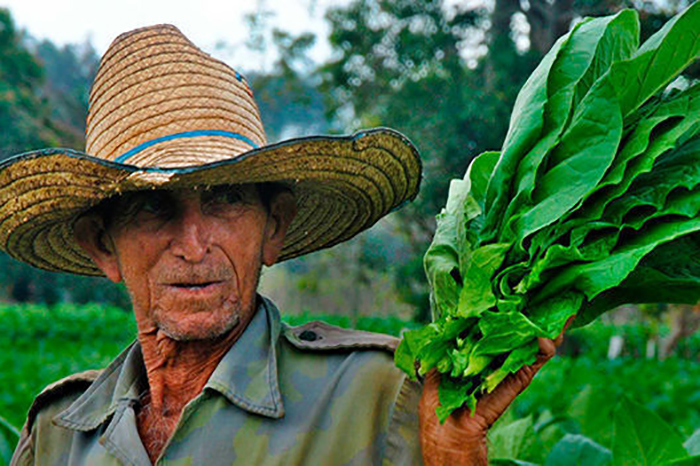 0 08 tabaco villa clara