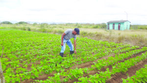 Agroindustria los Palacios 1 Agroindustria los Palacios 1