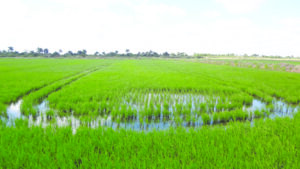 Agroindustria los Palacios Agroindustria los Palacios