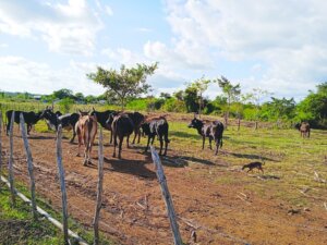 Guantanamero Los Palacios 4 Guantanamero Los Palacios 4