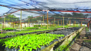 La produccion de vitroplantas pinar del rio guerrillero 750x422 1 La produccion de vitroplantas pinar del rio guerrillero 750x422 1