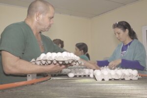 Tabacuba avicola 1
