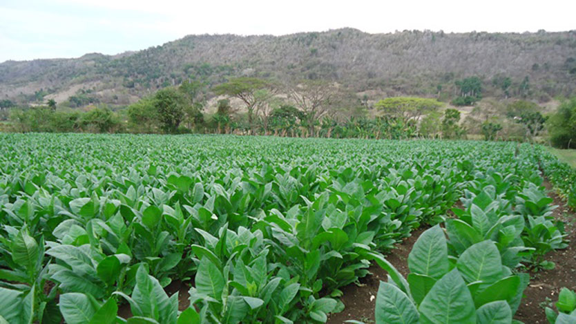 full tabaco ciego de avila economia