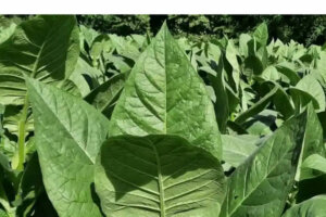 tabaco cumplimiento tabaco cumplimiento