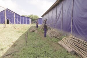 tabacuba casas de cura