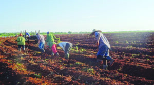 Inicia campana de frio con retos para la agricultura en Cienfuegos 1
