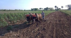 agricultura florida 1 735x400 1 1