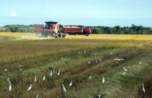 produccion arrocera pinar2 guerrillero 750x485 1 produccion arrocera pinar2 guerrillero 750x485 1