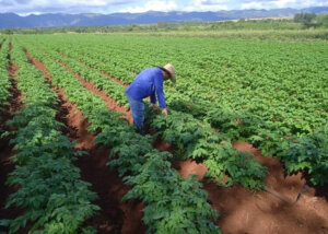 campana frio pinar del rio guerrillero 750x563 1 750x536 1