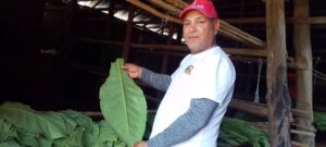 Aplican novedosa tecnologia para secar tabacos en finca cienfueguera el Porvenir