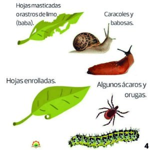 Cultiva ¿Quien atenta contra mis plantas 1 Cultiva ¿Quien atenta contra mis plantas 1