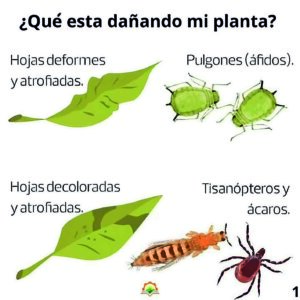 Cultiva ¿Quien atenta contra mis plantas 2