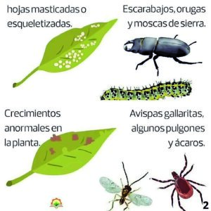 Cultiva ¿Quien atenta contra mis plantas 3