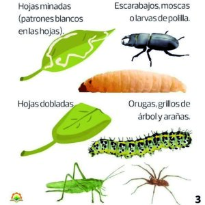 Cultiva ¿Quien atenta contra mis plantas 4