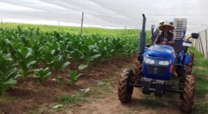 Entro un sistema de riego por goteo que protegera ocho hectareas con paneles solares aumentando la calidad