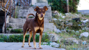 perro1
