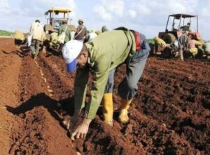 Campana de frío Cuba 2024-2025