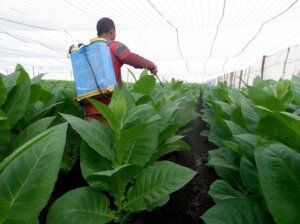 Estos tiempos exigen aprovisionarse de lo fundamental para asegurar altos rendimientos y las producciones que necesita el pais. Foto Pastor Batista Valdes