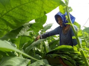 Yolanda ha ganado en esta finca buen dinero y algo mucho mas importante segun ella comprension amor. Foto Pastor Batista Valdes