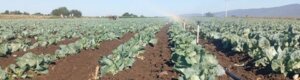 Agric2 Agric2