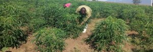 Agric3 Agric3