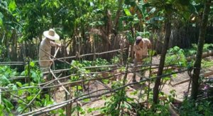 agroecoloycienc