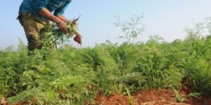 COOPEAGRI