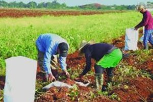 agroacmay